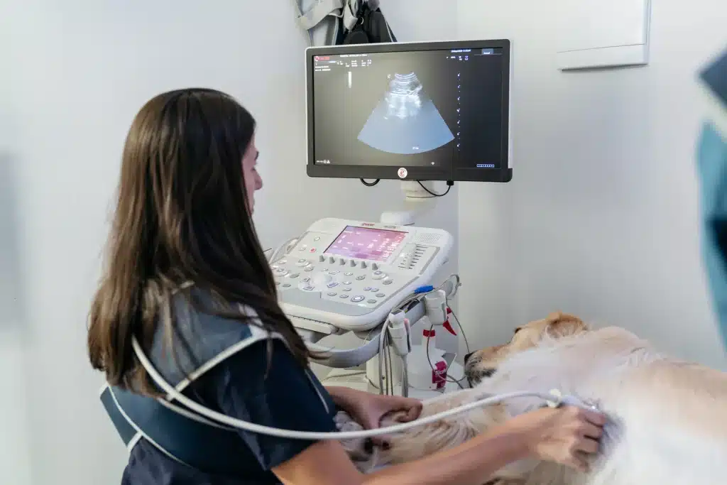 Una veterinaria realiza una ecografía a un perro